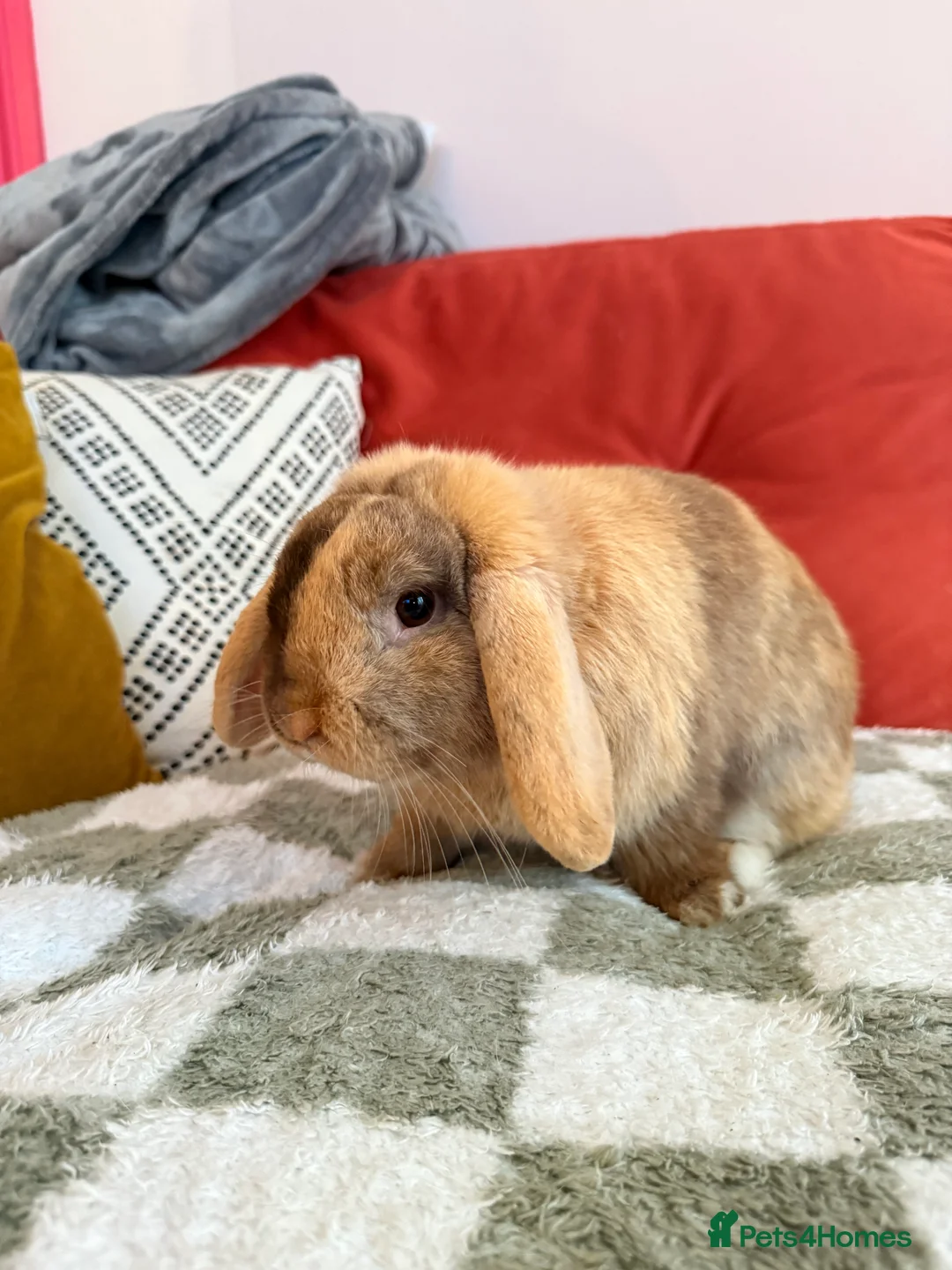 Dwarf Lop rabbits for sale: Two dwarf lop females  - Advert 3