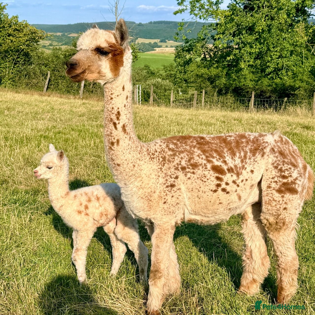Alpaca livestock Very Special breeding  group of 7 stunning Alpaca - Advert 2