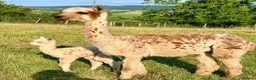 Alpaca livestock for sale: Very Special breeding  group of 7 stunning Alpaca in Llandovery - Advert 2