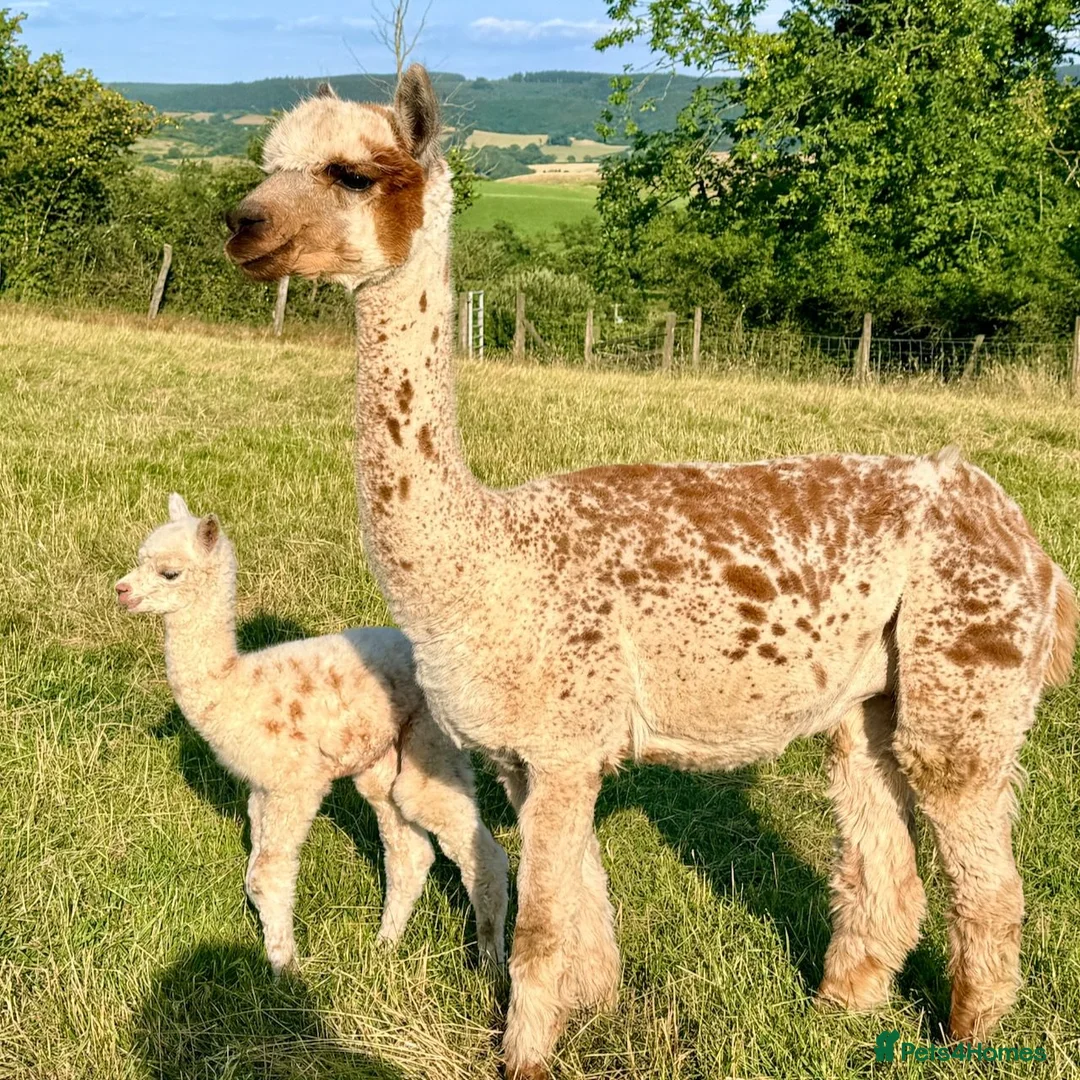 Alpaca livestock for sale: Very Special breeding  group of 7 stunning Alpaca in Llandovery - Advert 2
