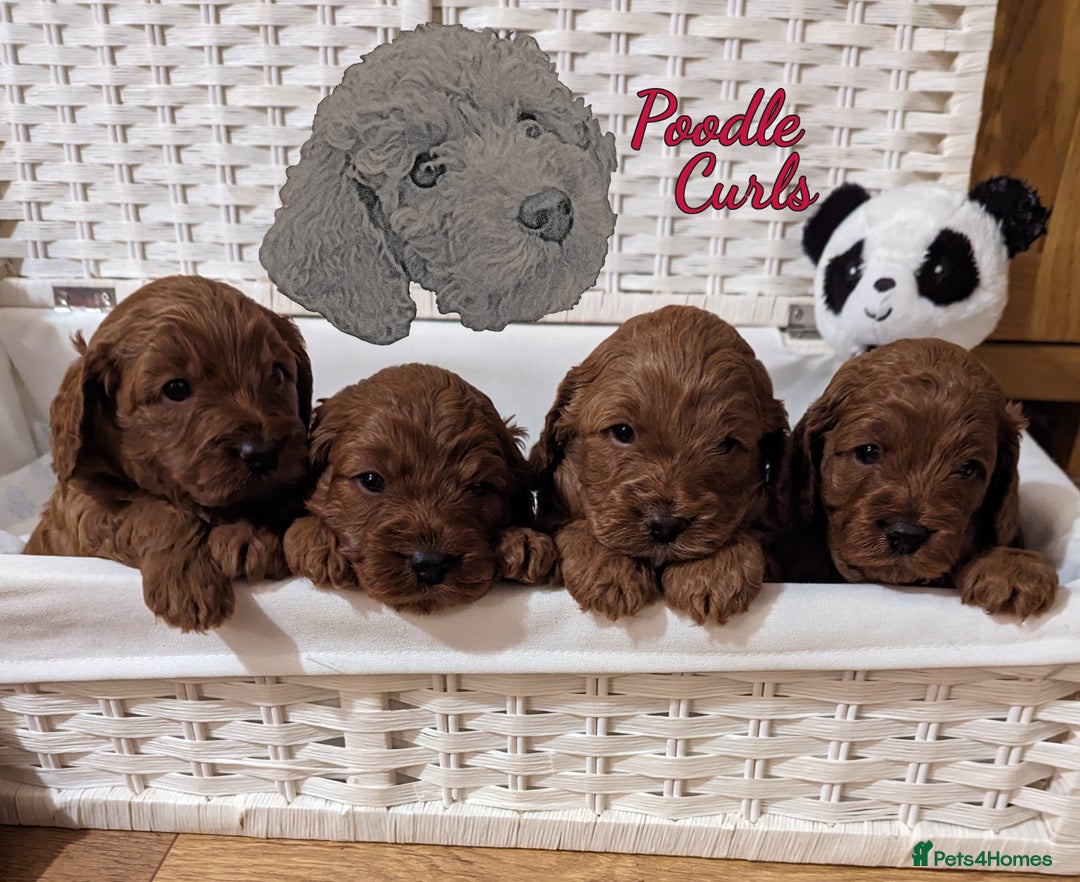 Cavapoo dogs for sale: Waiting List now open - DARK RED PREMIUM QUALITY - Image 6