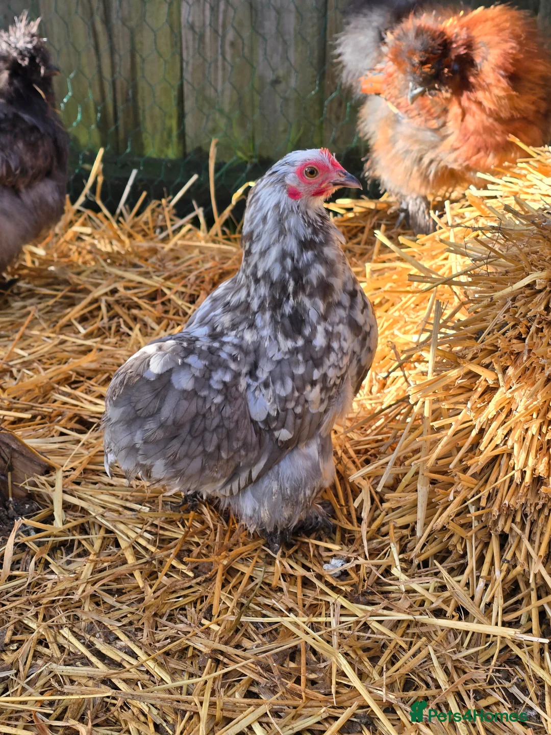 Chickens poultry for sale: Chicks & Chickens - Advert 11