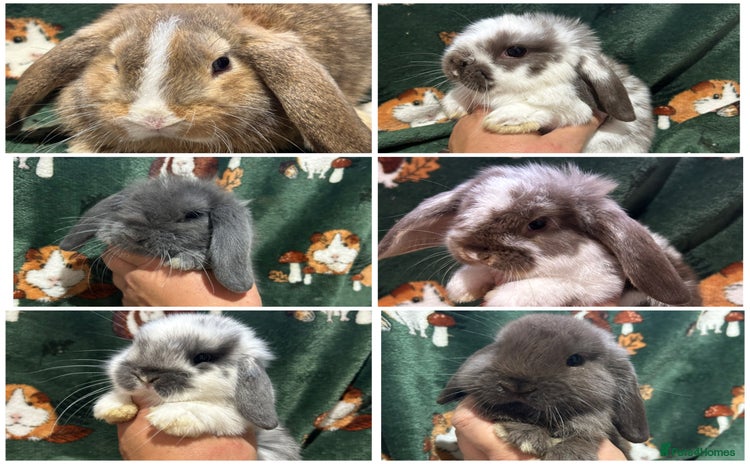 Mini Lop rabbits - Advert 8
