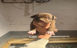Staffordshire Bull Terrier dogs for sale: Staffordshire bull terrier pups - Image 11