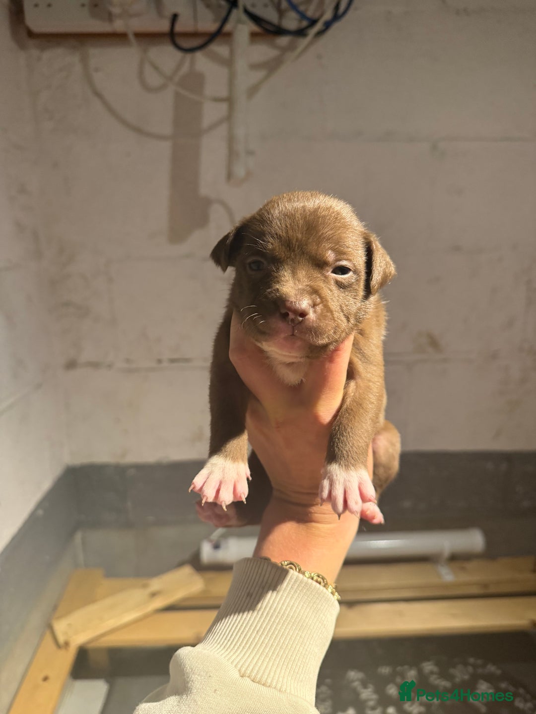 Staffordshire Bull Terrier dogs for sale: Staffordshire bull terrier pups - Image 11