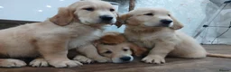 Golden Retriever dogs for sale: Ready to leave true gold colored golden retrievers - Advert 2