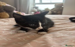 British Shorthair cats for sale: British short hair kittens for sale  - Image 6
