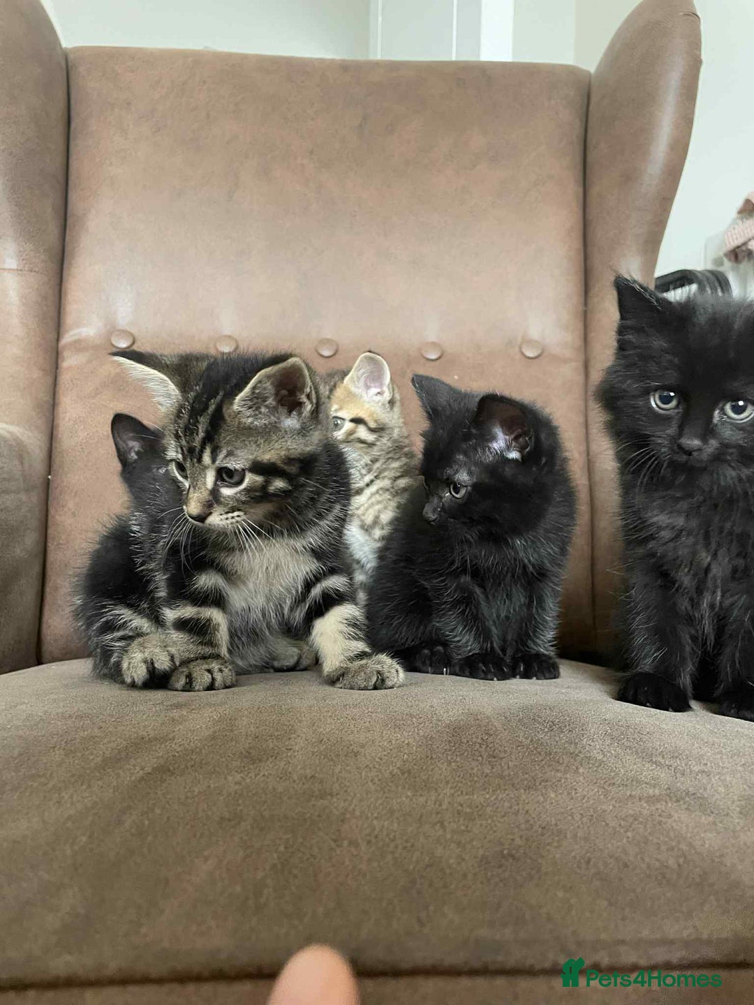 Mixed Breed cats for sale: 5 super cute kittens  - Image 17