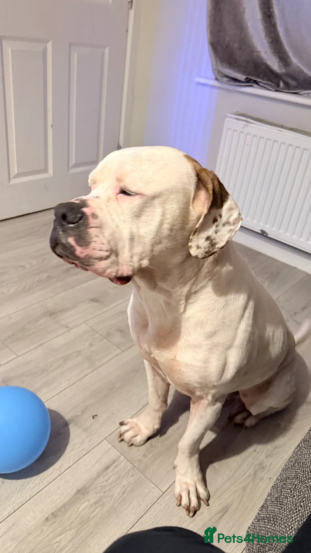 Mixed Breed dogs for sale: American bulldog x cane corso in Nuneaton - Advert 2