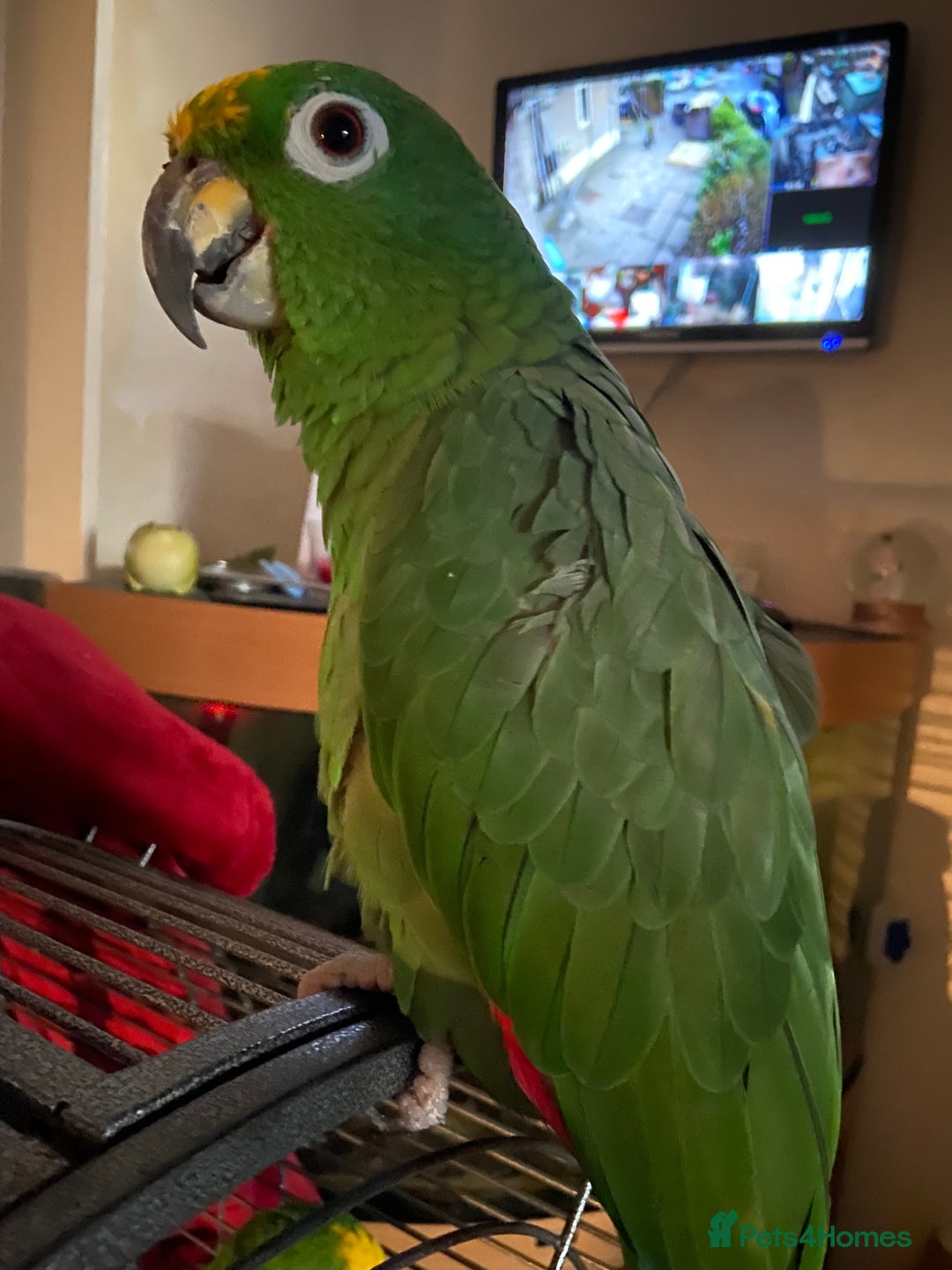 Parrots birds for sale: Amazon parrot - Image 3
