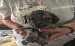 Cockapoo dogs for sale: Merle cockerpoo puppies for sale  - Image 20