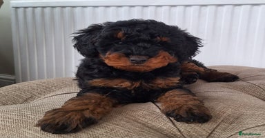 Labradoodle dogs - Advert 10