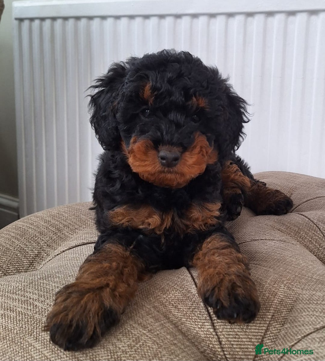 Labradoodle dogs for sale: ✨️Miniture Labradoodles✨️READY NOW🏡 - Image 4