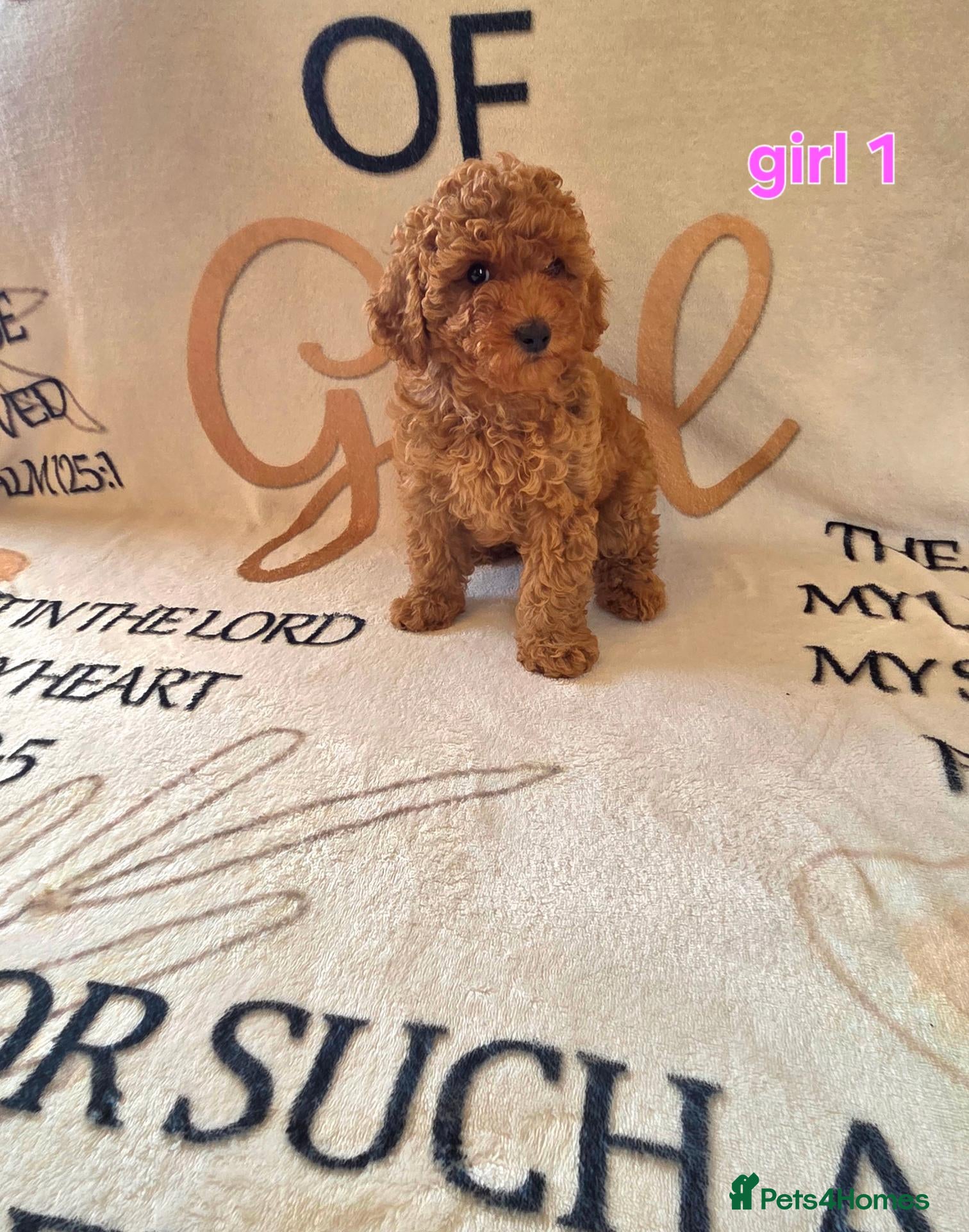 Cockapoo dogs for sale: F1BB cockapoos  - Advert 1