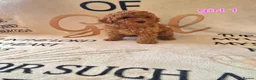Cockapoo dogs for sale: F1BB cockapoos  - Advert 6