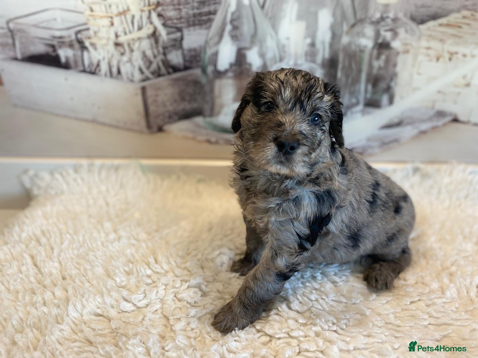 Mini Goldendoodle dogs F1 Goldendoodle - Advert 1