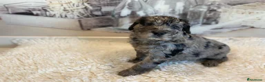 Mini Goldendoodle 2