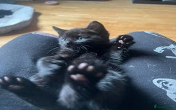 RagaMuffin cats for sale: Ragamuffin kittens  - Image 8
