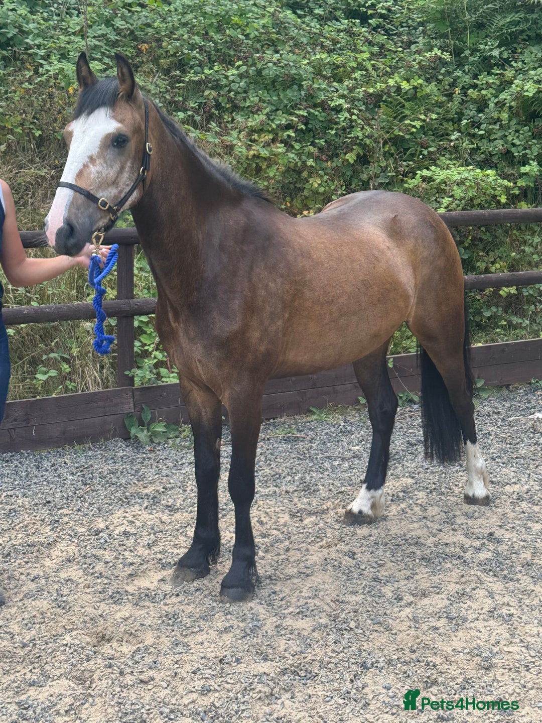 American Quarter horses for sale: Freddie a legend in the making  - Image 1