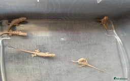Bearded Dragon reptiles for sale: Baby beardies - Image 4