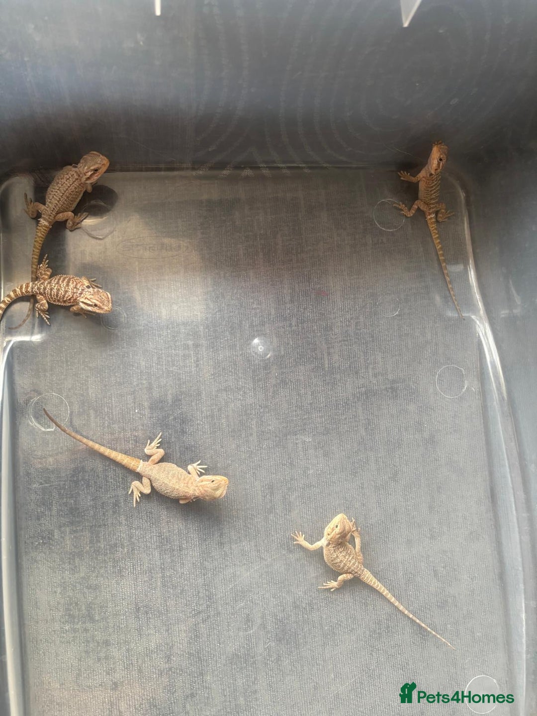Bearded Dragon reptiles for sale: Baby beardies - Image 4