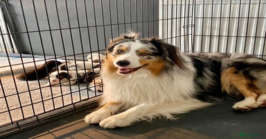 Australian Shepherd dogs - Advert 5