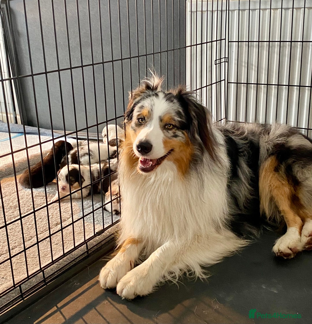 Australian Shepherd dogs for sale: Miss Julie Duckworth - Image 4