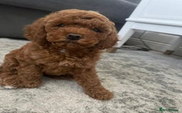 Miniature Poodle dogs for stud: Teddy KC Registered/Health tested Toy Stud in Wigan - Image 19