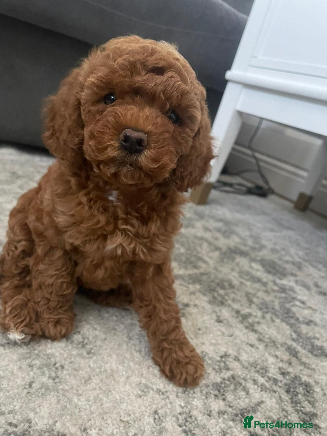 Miniature Poodle dogs for stud: Teddy KC Registered/Health tested Toy Stud in Wigan - Image 19