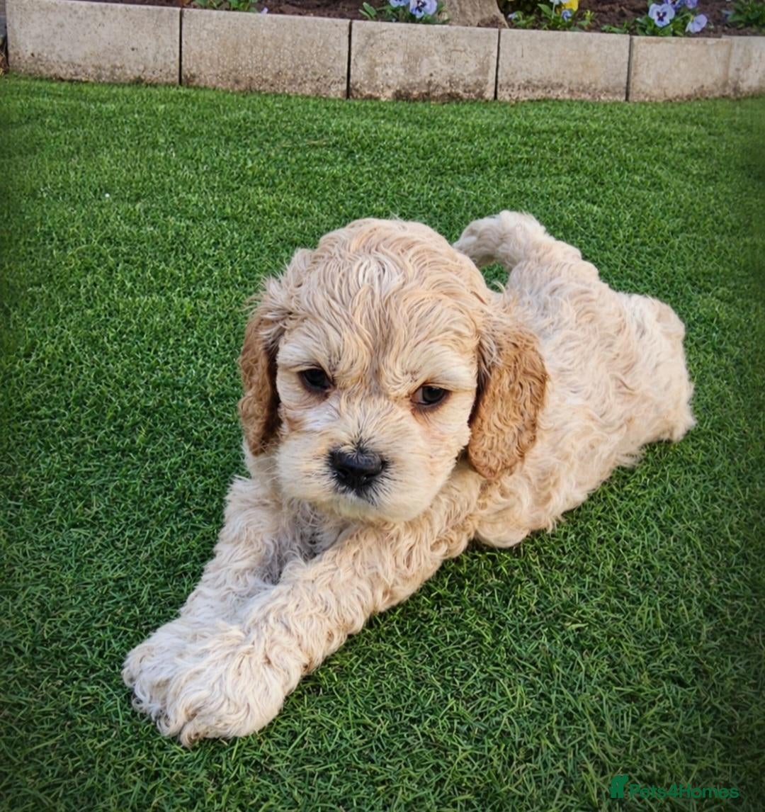 Cockapoo dogs  F1b extensively DNA tested American cockerpoo  - Advert 14