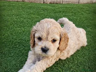 Cockapoo dogs F1b extensively DNA tested American cockerpoo - Advert 4