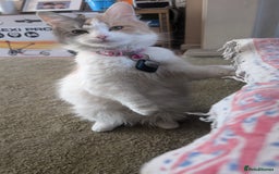Maine Coon cats for sale: 5 Beautiful Maine Coon kittens available! 😻 - Image 24