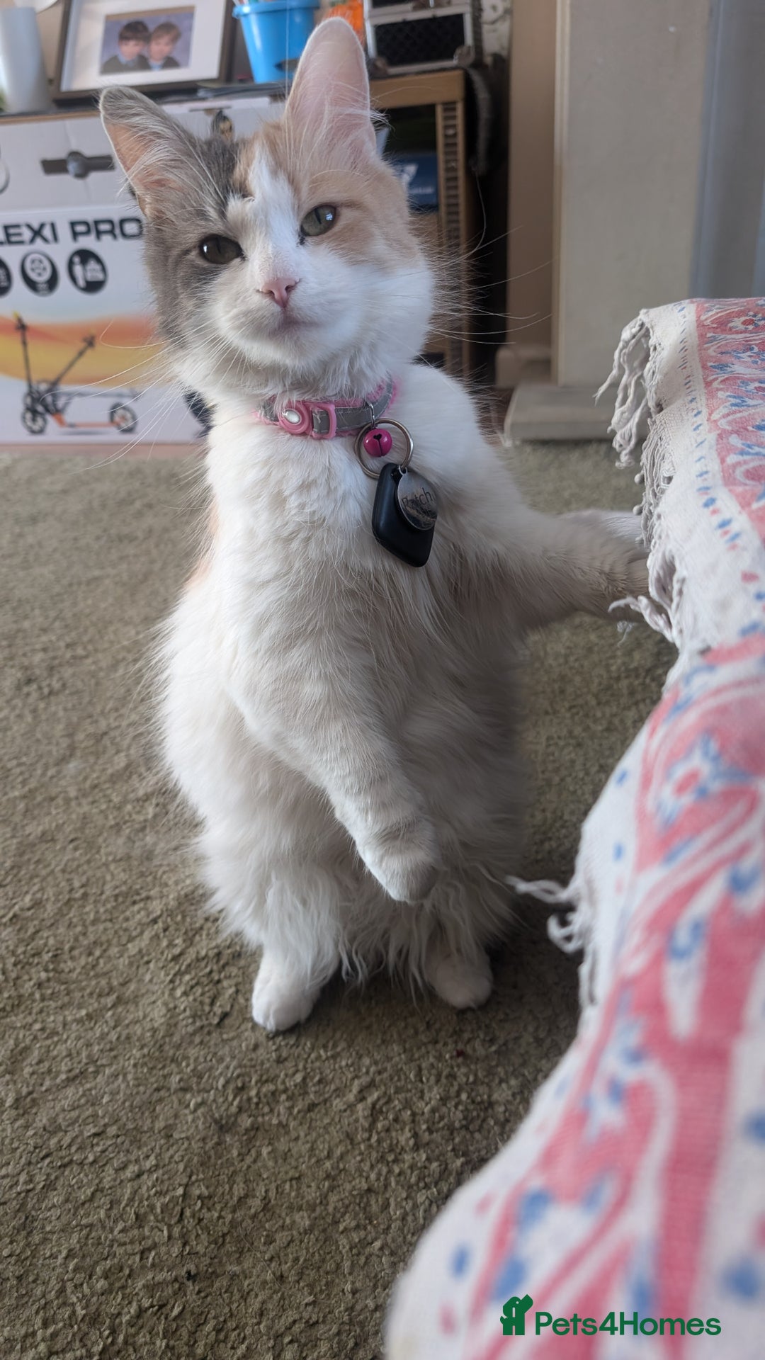 Maine Coon cats for sale: 5 Beautiful Maine Coon kittens available! 😻 - Image 24