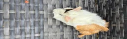 Guinea Pig rodents for sale: Male and Female Guinea pigs   For Sale - Advert 4