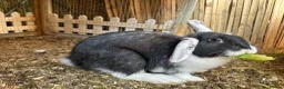 Mixed Breed rabbits for sale: Mixed breed male  - Advert 6