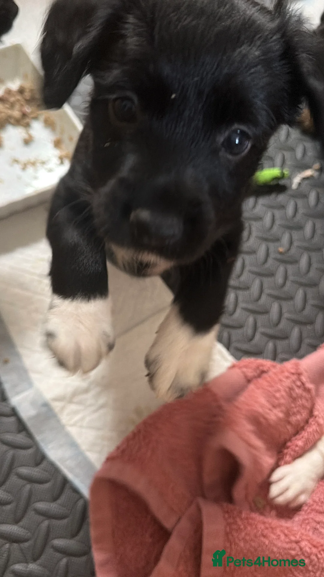 Mixed Breed dogs for sale: Lovely Cockapoo/Border Collie puppies in Abergavenny - Advert 7