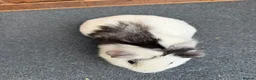 Guinea Pig rodents for sale: Stunning Tri Coloured Male Guinea Pig  - Advert 4