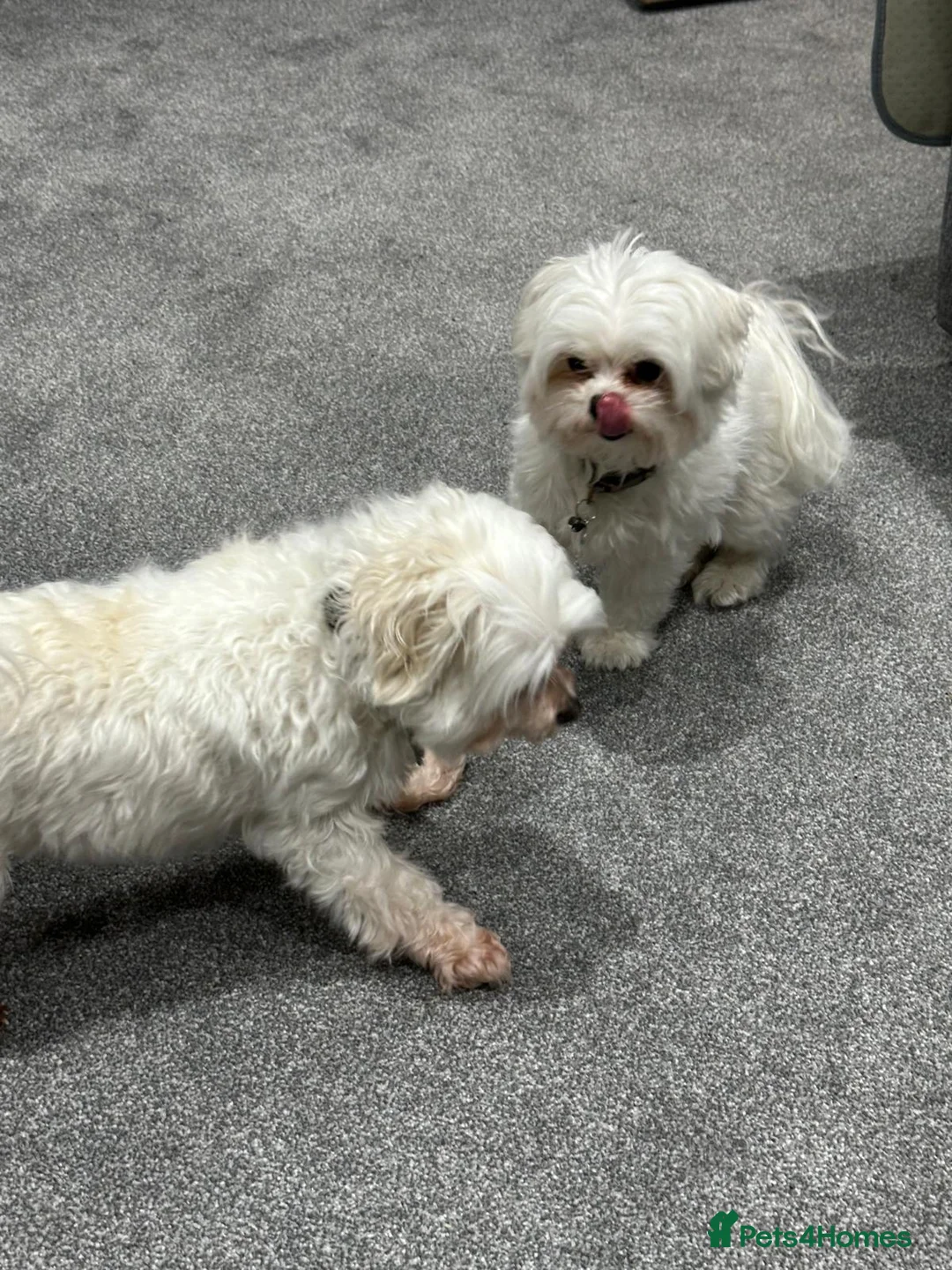 Maltese dogs for adoption: Meet Milo – a Lovely little Boy for a  Loving Home - Advert 13