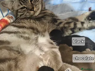 British Shorthair cats Chocolate British Short Hair - Advert 1