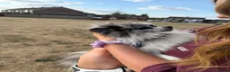 Pomeranian dogs for adoption: Pomeranian teenager that needs love and routine - Advert 3