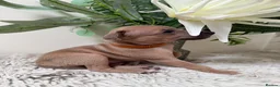 Italian Greyhound dogs for sale: KC registered Beautiful pups - Advert 31