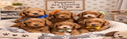Cockapoo dogs for sale: Cockerpoos - Advert 1