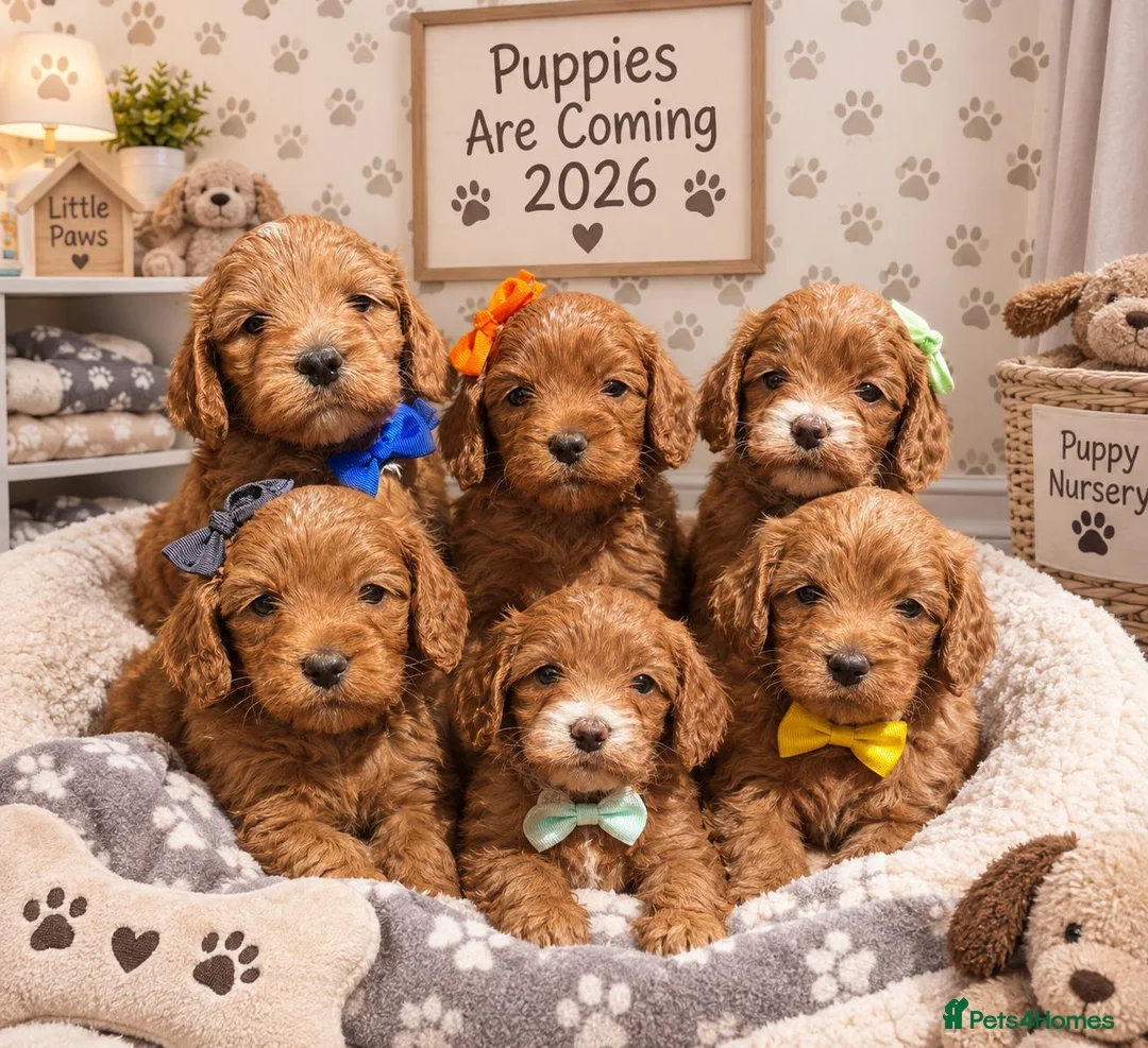 Cockapoo dogs for sale: Cockerpoos - Advert 1