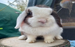 Mini Lop rabbits for sale: Pet home wanted  - Image 1
