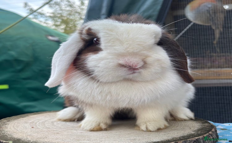 Mini Lop rabbits - Advert 8