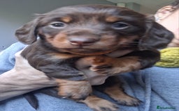 Dachshund dogs for sale: Three beautiful tweenie Dachshund puppies for sale - Advert 2