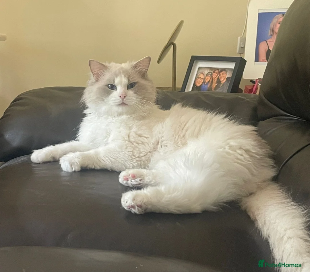 Ragdoll cats for stud: *STUD* Blue Point White Bicolour Ragdoll - Advert 2