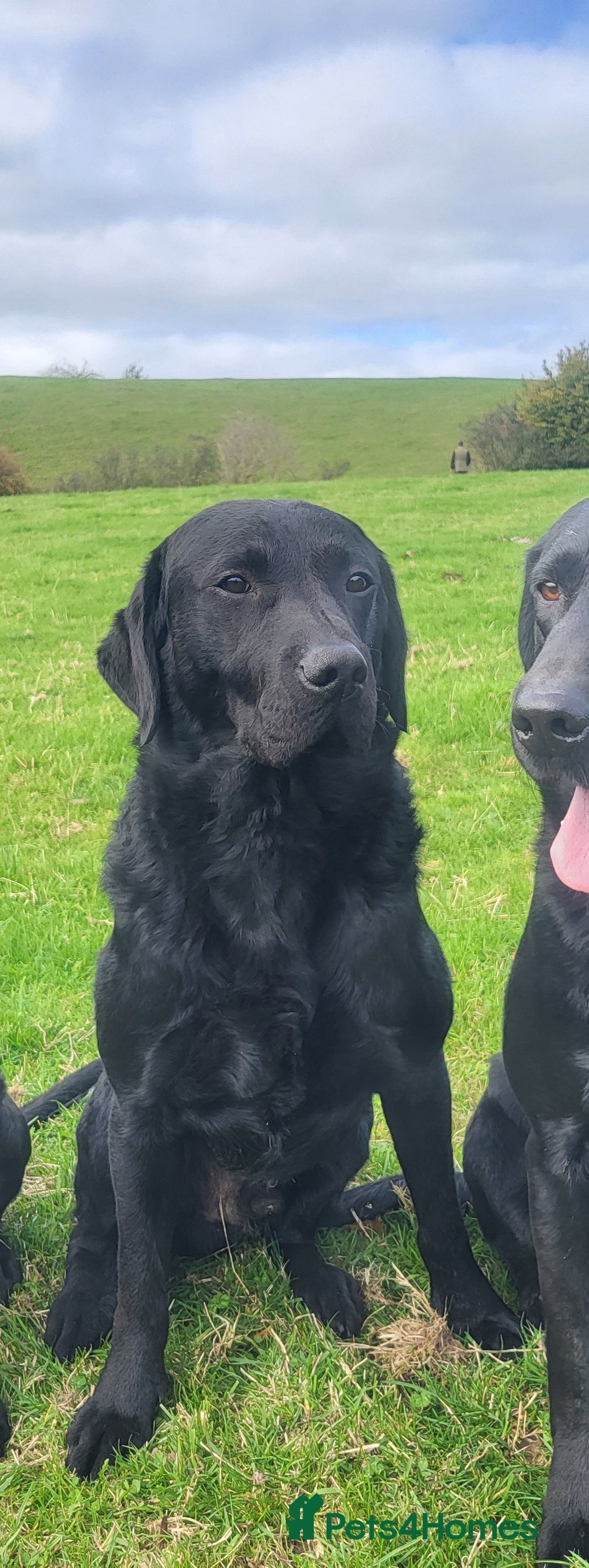 Labrador Retriever dogs for sale: Health tested black labrador male  - Image 3