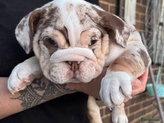 English Bulldog dogs 💖 5 Adorable English bulldog puppies 💖 - Advert 6