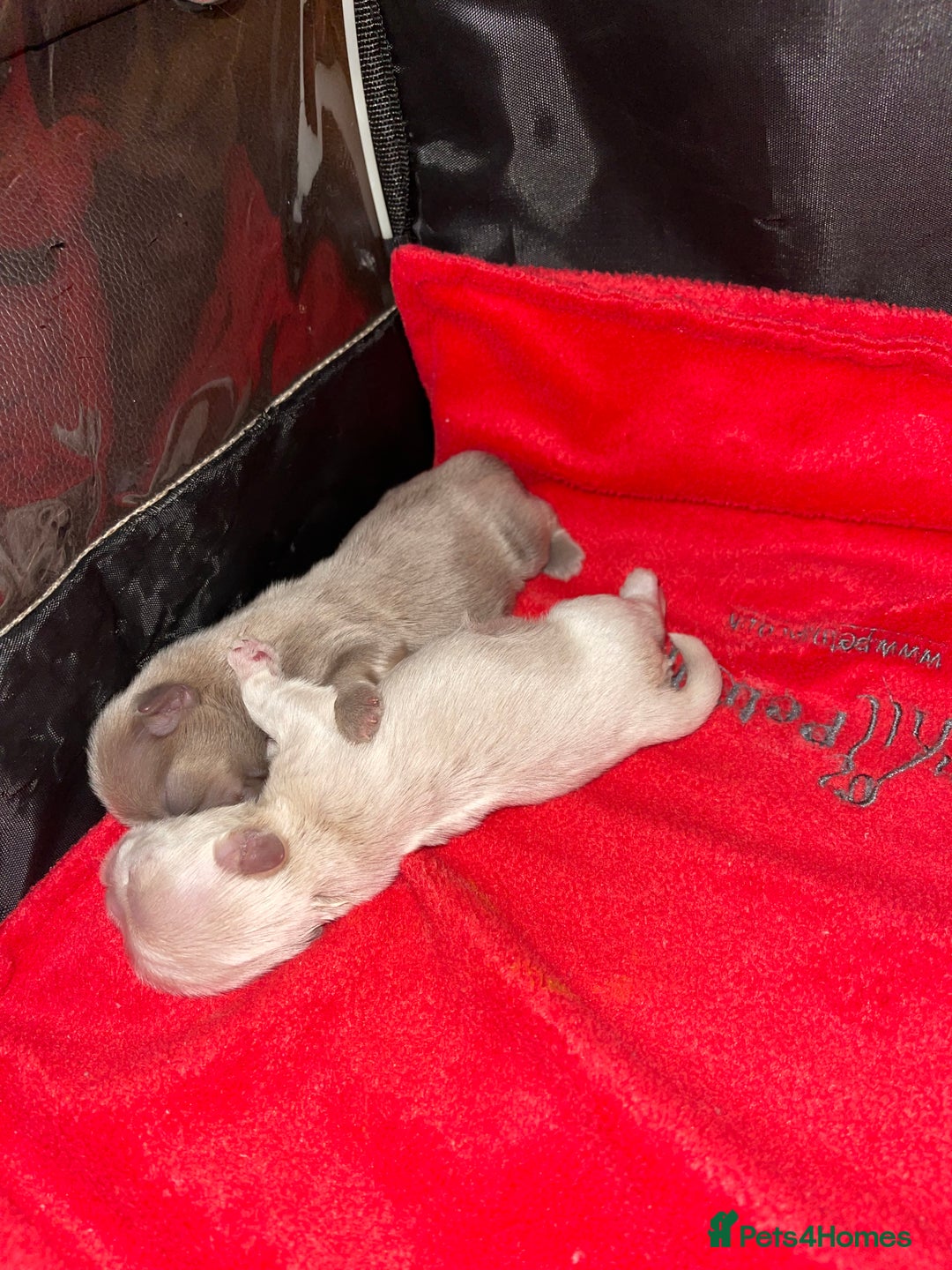 Shih Tzu dogs for sale: imperial karishishi shih tzu boys  - Image 6